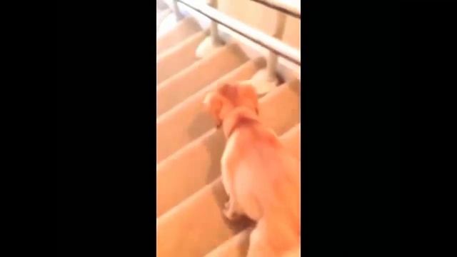 Labrador - Yellow Labrador Puppies Playing смотреть онлайн