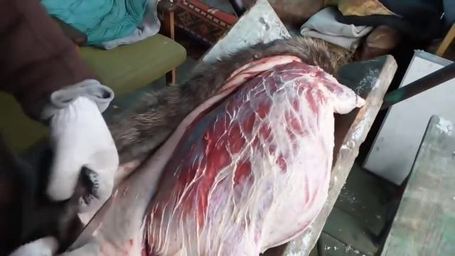 разделка бобра смотреть онлайн