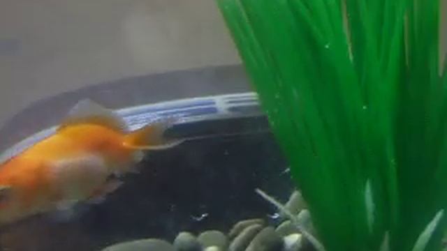 Маленькие золотые рыбки в круглом аквариуме смотреть онлайн