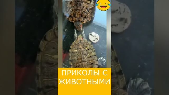 ПРИКОЛЫ С ЖИВОТНЫМИ. #Shorts #cat #dogs #animals #приколысживотными #приколы
