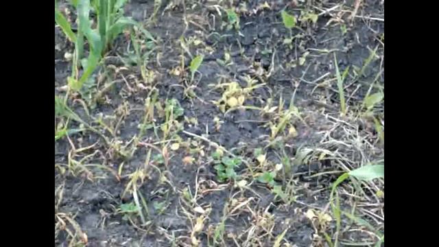 КУКУРУЗА ПОСЛЕ ГЕРБИЦИДНОЙ ОБРАБОТКИ смотреть онлайн