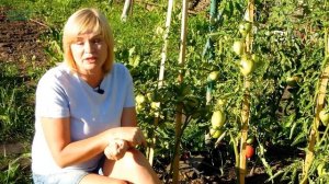 Как УСКОРИТЬ созревание ТОМАТОВ в открытом грунте! Советы от ЗЕЛЕНОГО ОГОРОДА!