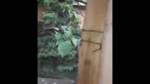 УВЕШАННЫЙ ГРАНАТАМИ ДАЧНЫЙ УЧАСТОК НАШЛИ В ПОДМОСКОВЬЕ