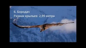 Самые большие птицы по розмаху крыльев Топ10 / The biggest bird's wings Top10