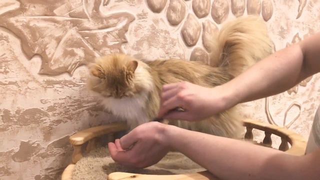 Длинношерстная британская шиншилла