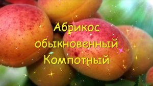 Абрикос обыкновенный Компотный ?обзор: посадка, характеристики растения, всё о саженцах абрикоса