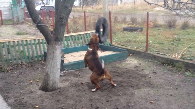 Макс супер пёс и Колесо первый подход смотреть онлайн