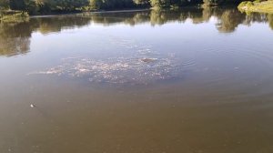 Нерест карася на Рюминском пруду, г. Рязань