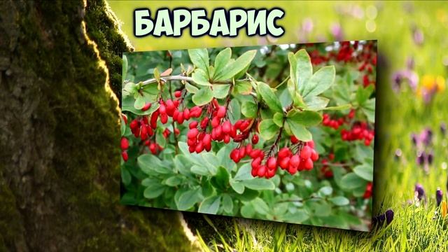 Барбарис - полезные свойства и противопоказания