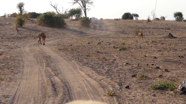 Львы гуляют по саванне отдых в дикой природе смотреть онлайн