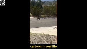 Смешные видео - Смешные моменты про животных