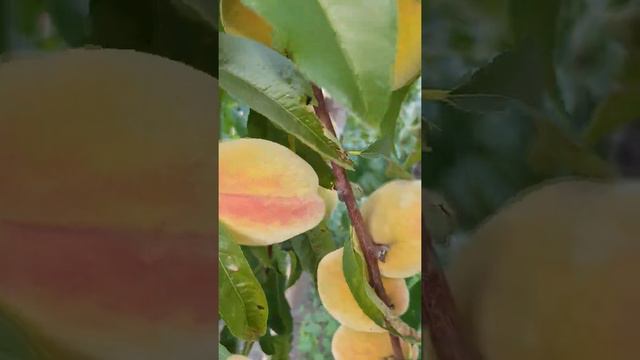 сорт персика ред хейвен смотреть онлайн