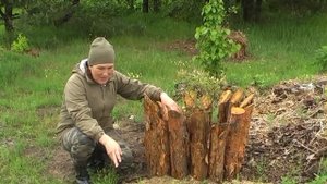 Где лучше растет малина