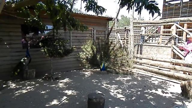 Павлин- мавлин :) бердянск зоопарк смотреть онлайн