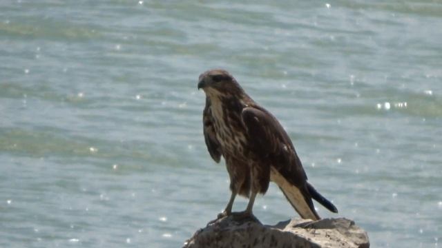 Симферопольское водохранилище.Птица сокол. смотреть онлайн