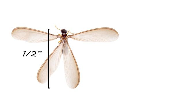 How to Identify Drywood Termites смотреть онлайн