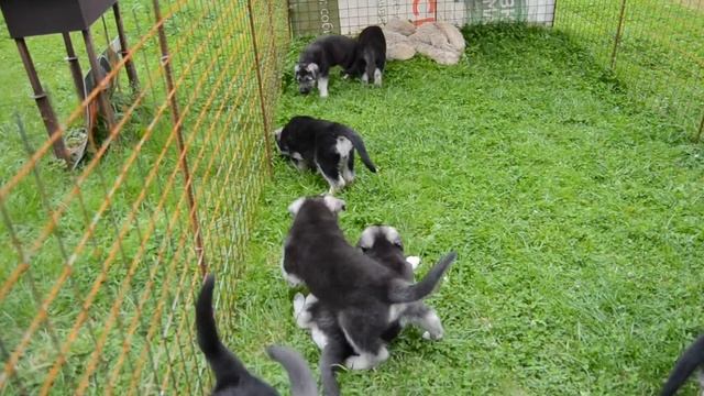 Щенки восточно-европейской овчарки от Лучших производительниц питомника Веолар! смотреть онлайн