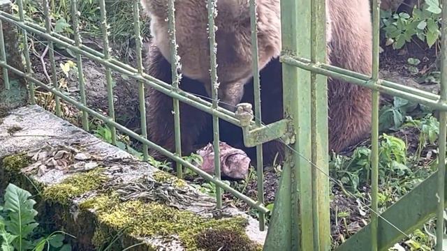 Самое интересное из зоопарка в Эстонии. смотреть онлайн