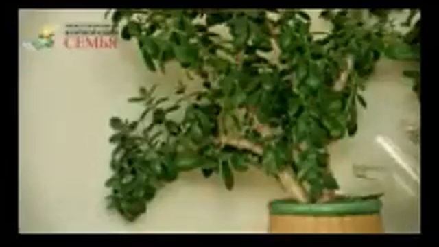 ozonator смотреть онлайн