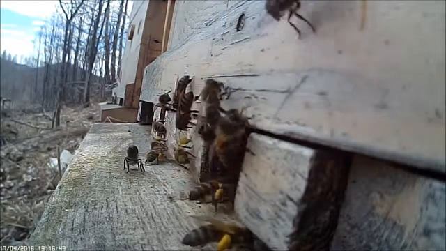 Моя пасека смотреть онлайн