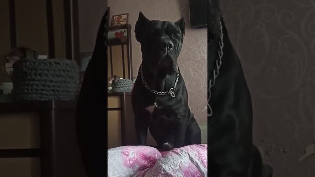 Cane corso  - A regola d'Arte Bagration ))) my hooligan. Багратион 2020й год. Мой хулиган!