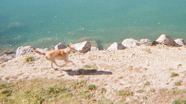 VIBE Photo 501F: Sample Photos + How to Use смотреть онлайн