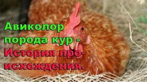 Авиколор порода кур _ История происхождения