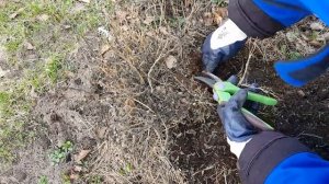 Как сохранить хризантему  Мультифлору до весны