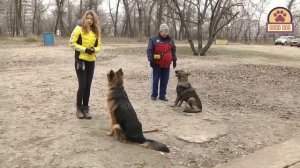 Все о породе Немецкая овчарка