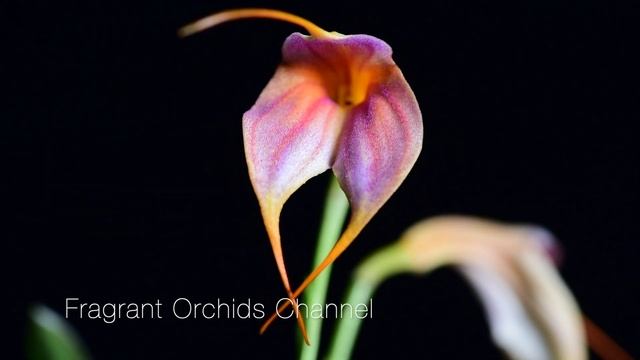 Мasdevallia bicolor (коммерческое название) смотреть онлайн