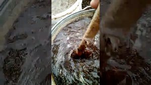 Подкормка огурцов коровяком ( практика).