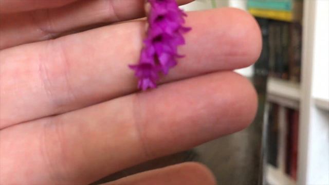 How To Grow The Species Orchid Isochilus Linearis; A Fabulous Cool To Warm Growing Magenta Bloomer.