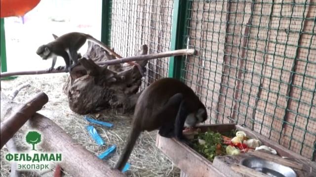 Мартышка (белоносая) Шмидта - Cercopithecus petaurista - Мавпа червонохвоста - Schmidt's guenon