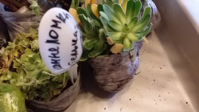 Растения из питомника Северная Флора Экспресс-обзор