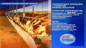 Откормочная площадка с развитой инфраструктурой