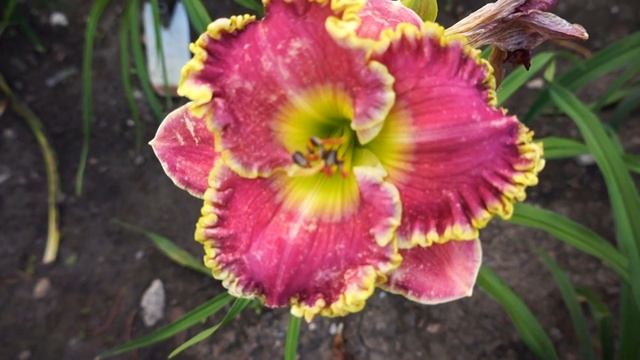 Лилейник SOME SWEET DAY смотреть онлайн