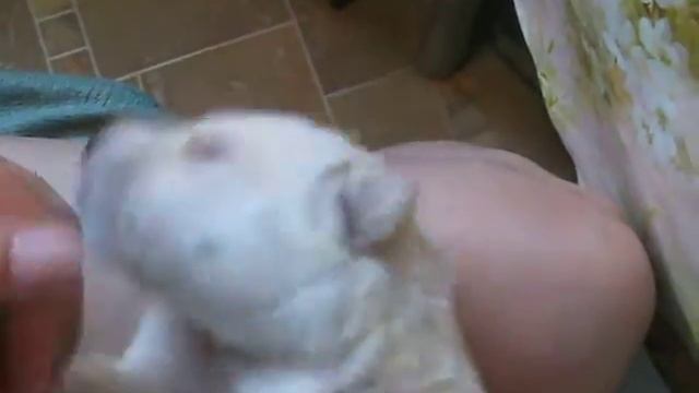 Щенок Лабрадора смотреть онлайн