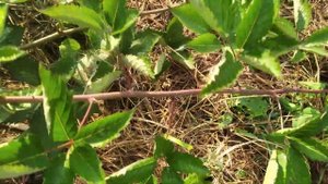 ежевика Свит Пай,куст первогодка на 28.08.22 в Ивановской обл