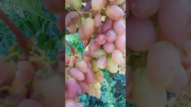 Виноград Преображение. хотя бы один куст должен быть в каждом винограднике. смотреть онлайн