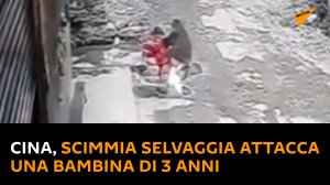 Cina, scimmia selvaggia attacca una bambina di 3 anni