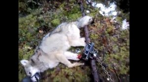 Волк в капкане Бриджер 5. От Евгения Минина.