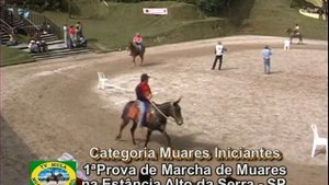 Muares Iniciante - 1 Prova de Marcha de Muares na Estancia Alto da Serra/SP. 2006