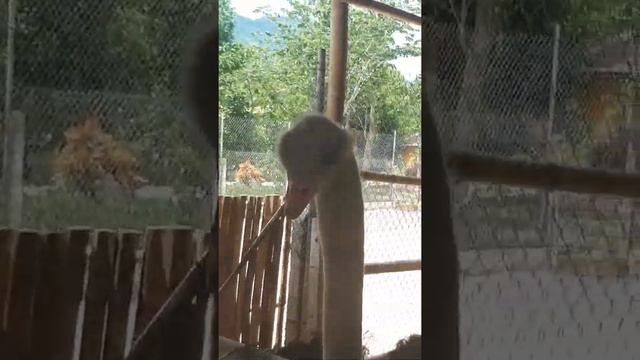 СТРАУСЫ! Такие прикольные. Глаза огромные и улыбаются всё время. парк Долче Вито смотреть онлайн