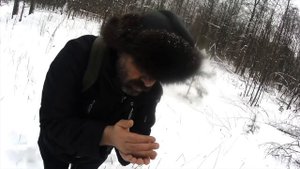 Семена подорожника зимой