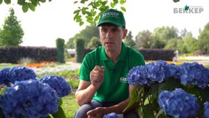 Голубая гортензия. Как сделать гортензию голубой? Чем подкормить?