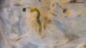 Циклопы. Одноглазые веслоногие прыгунчики в аквариуме и в дикой природе. // Clever Cricket