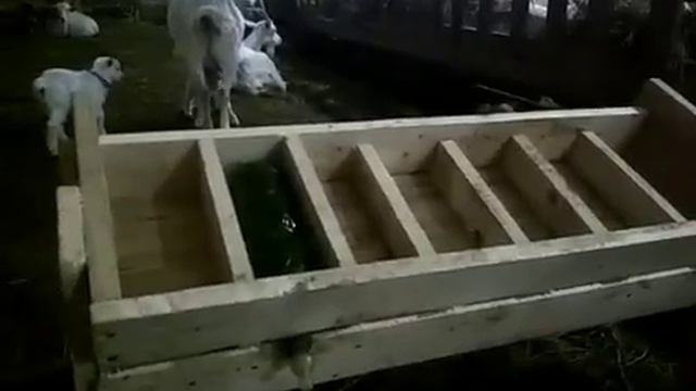 Станок для кормления козлят. Няня для козлят. смотреть онлайн