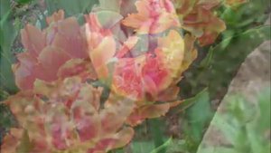 Тюльпаны в моем саду   САДОВЫЕ ЦВЕТОЧКИ и НАША ДАЧА!!!