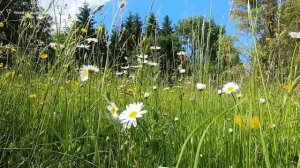 ЦЕЛИТЕЛЬНЫЙ ЭФФЕКТ ПЕНИЯ ДРОЗДА И ЛЕСНЫХ ПТИЦ В БЕРЁЗОВОМ ЛЕСУ,ПОЛЕ РОМАШЕК И ЧИСТОЕ НЕБО ЭТО РЕЛАКС