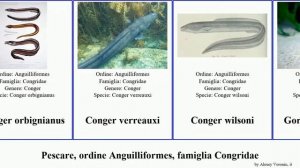 Pescare, ordine Anguilliformes, famiglia Congridae conger fish japonicus fasciatus cinereus hassi